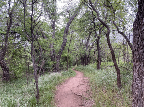 A winding dirt path through a lush green forest with trees and grass on either side.