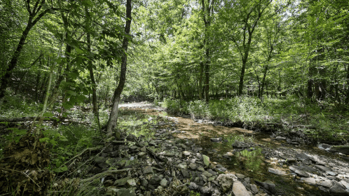 A serene forest scene with a clear stream flowing through rocky terrain, surrounded by lush green trees.