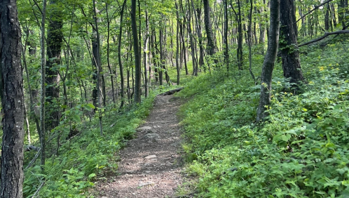 A narrow dirt path winds through a lush green forest with tall trees and vibrant foliage.