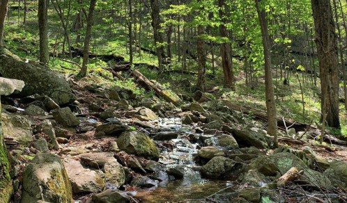 A serene forest scene featuring a small stream flowing over rocks, surrounded by lush green trees and foliage.