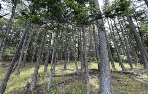 A dense forest with tall trees and patches of grass, creating a serene, natural landscape.