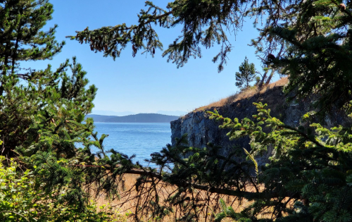 A serene view of a rocky coastline framed by evergreen trees under a clear blue sky.