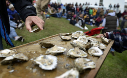 A tray of oysters being served at an outdoor event, with a crowd seated in the background.
