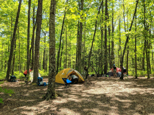 A yellow tent in a lush green forest, with campers setting up nearby among tall trees and dappled sunlight.