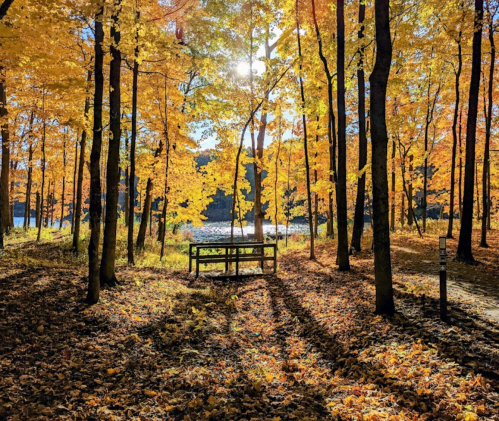 A serene forest scene with vibrant autumn leaves, sunlight filtering through trees, and a bench surrounded by fallen leaves.