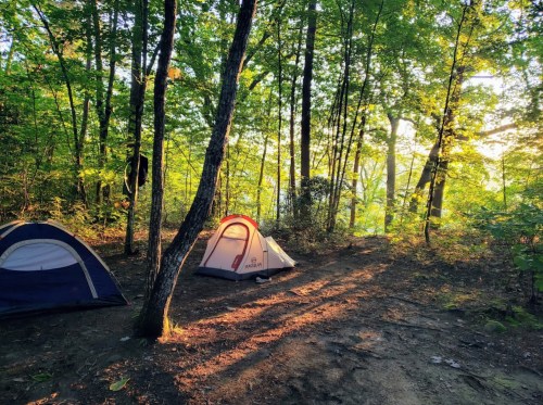 Two tents set up in a lush green forest, with sunlight filtering through the trees and casting shadows on the ground.