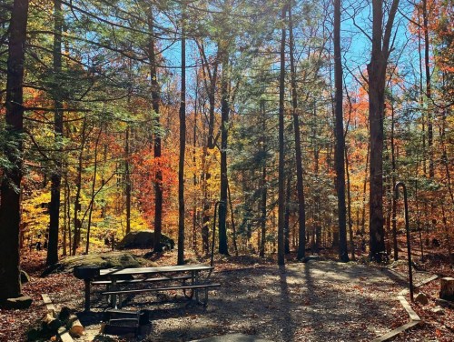 A serene forest scene with vibrant autumn foliage, featuring a picnic table and a clear blue sky.