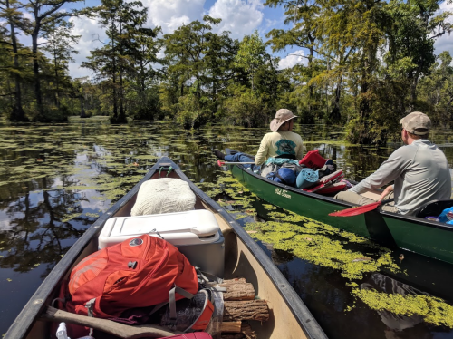 Two canoers navigate a serene, moss-covered waterway surrounded by lush trees on a sunny day.
