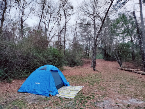 A blue tent set up on a grassy area surrounded by trees and fallen leaves, with a path leading into the woods.