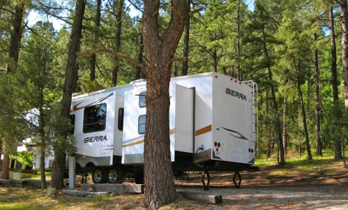 A white RV parked among tall pine trees in a serene forest setting.