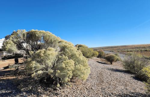 A landscape featuring shrubs and rocky terrain under a clear blue sky, with a distant view of rolling hills.