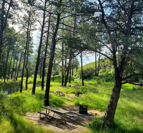 A serene picnic area with wooden tables surrounded by tall trees and lush green grass under a clear blue sky.