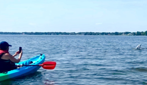 A person in a colorful kayak takes a photo of a dolphin swimming nearby in calm waters.