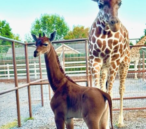 A young giraffe stands beside an adult giraffe in a fenced area, surrounded by greenery.