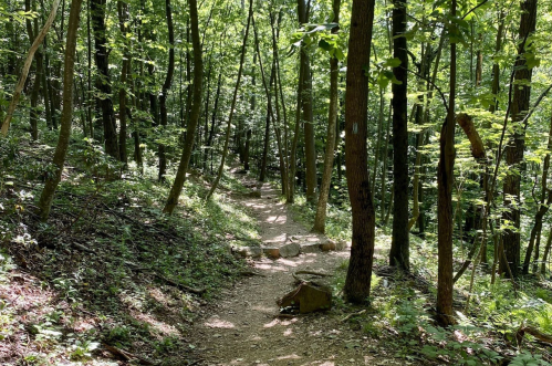 A winding dirt path through a lush green forest, surrounded by tall trees and dense foliage.