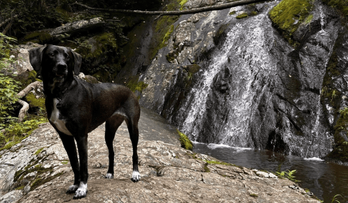 A black dog stands on a rock by a waterfall, surrounded by lush greenery and rocky terrain.
