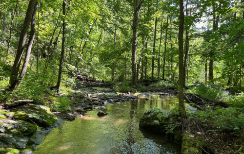 A serene forest scene with a clear stream flowing through lush greenery and tall trees under bright sunlight.