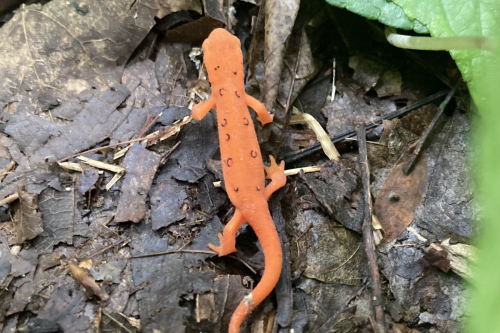 An orange salamander with spots crawls over a bed of leaves and soil.