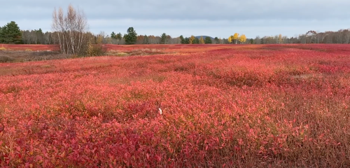 A vast field of vibrant red foliage under a cloudy sky, with trees in the background and hints of yellow leaves.