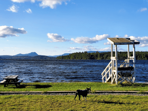 A dog stands near a lifeguard tower by a lake, with mountains and a blue sky in the background.
