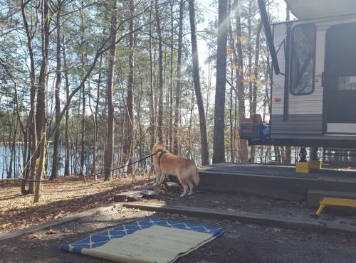 A dog on a leash stands near a camper in a wooded area by a lake, with a mat on the ground and sunlight filtering through trees.