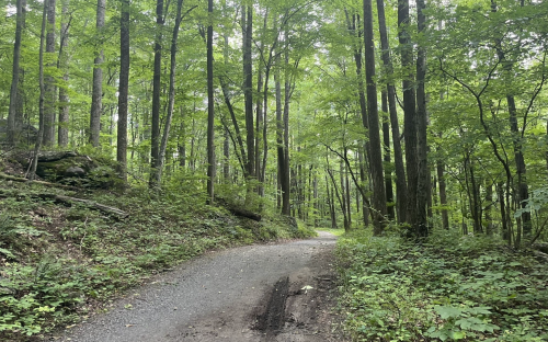 A winding gravel path through a lush green forest with tall trees and dense foliage on either side.