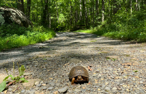 A turtle slowly crosses a gravel path in a lush, green forest. Sunlight filters through the trees.