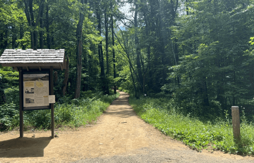 A dirt path leads through a lush green forest, with a signpost on the left and sunlight filtering through the trees.
