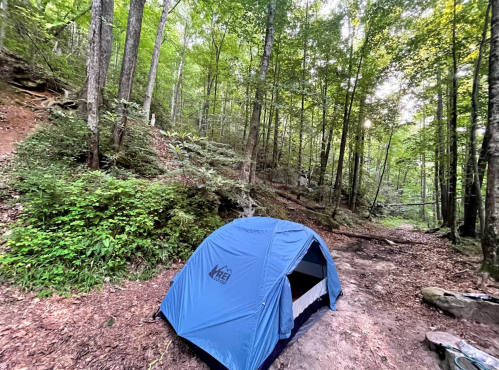 A blue tent set up in a lush green forest with tall trees and a dirt path nearby.