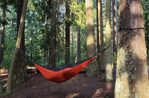 A red and black hammock is suspended between two trees in a lush, green forest. Sunlight filters through the leaves.