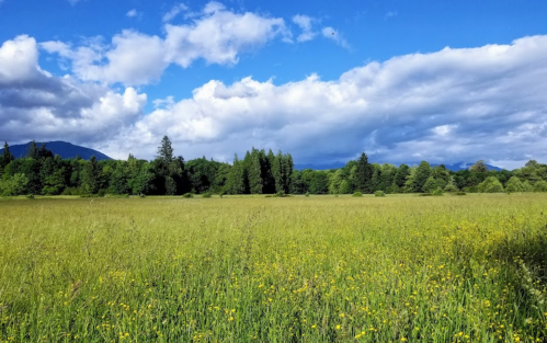 A lush green field with wildflowers under a blue sky filled with clouds and distant mountains.