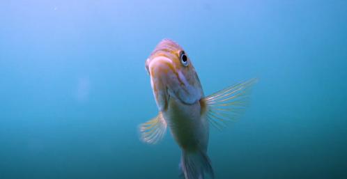 A close-up of a fish swimming in clear blue water, showcasing its fins and vibrant colors.
