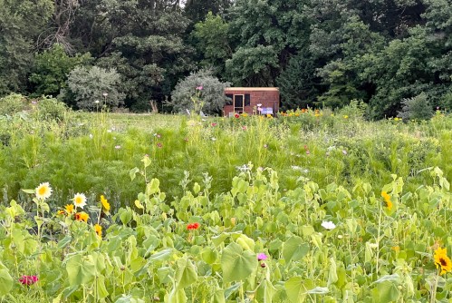 A vibrant garden filled with wildflowers and greenery, featuring a small wooden shed in the background.
