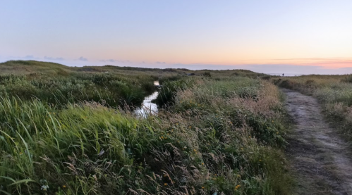 A serene landscape at dusk, featuring tall grass, a winding stream, and a path leading towards the horizon.