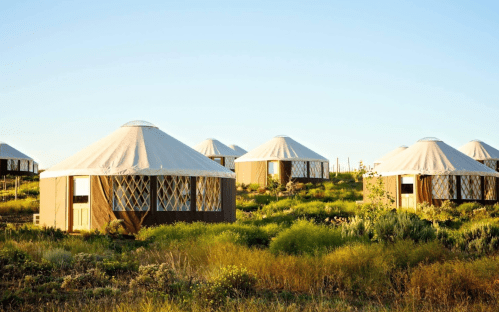 A cluster of white yurts surrounded by green grass and plants under a clear blue sky.