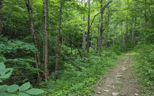 A serene forest path surrounded by lush green trees and foliage, inviting exploration and tranquility.