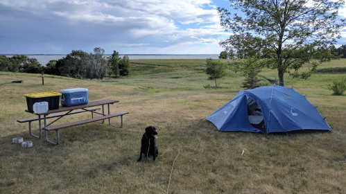 A campsite with a blue tent, picnic table, coolers, and a black dog in a grassy area near a lake under a cloudy sky.
