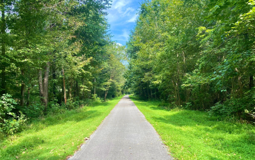 A serene pathway through lush green trees under a clear blue sky.