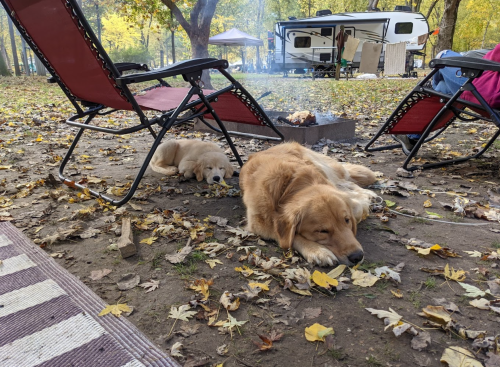 Two golden retrievers resting on the ground among fallen leaves, with camping chairs and a camper in the background.