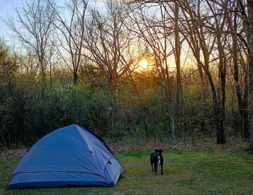 A tent set up in a wooded area at sunset, with a dog standing nearby on the grass.