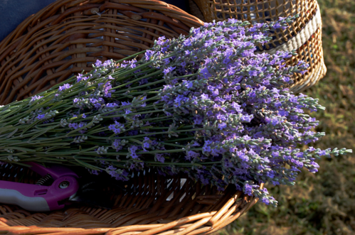 A basket filled with a large bouquet of fresh lavender flowers, resting on a grassy surface.