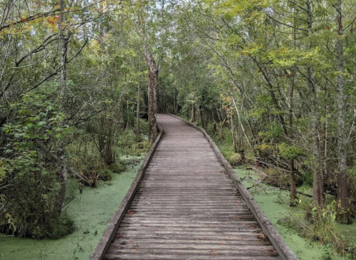 A wooden boardwalk winding through a lush, green forest with trees and swampy areas on either side.