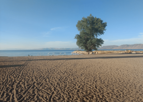 A serene beach scene with a sandy shore, a lone tree, and calm water under a clear blue sky.