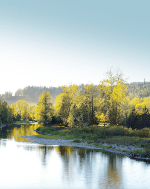 A serene river flows through a landscape of lush green trees under a clear blue sky.