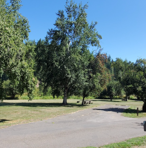 A sunny park scene with green trees, a clear blue sky, and a winding path leading through the grassy area.