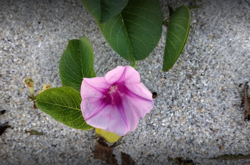 A close-up of a pink flower with purple stripes, surrounded by green leaves on a sandy surface.