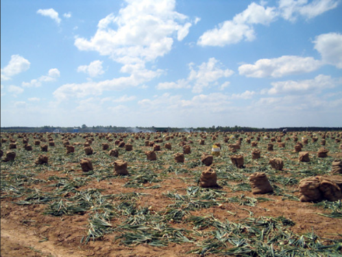 A vast field with mounds of harvested crops under a blue sky with scattered clouds.