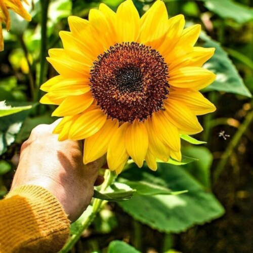 A hand holding a vibrant sunflower with bright yellow petals and a dark center, surrounded by green leaves.