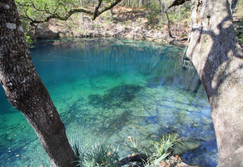 A serene, clear blue pond surrounded by trees and greenery, reflecting sunlight in a tranquil natural setting.