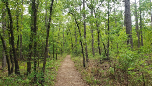 A dirt path winding through a lush green forest with tall trees on either side.
